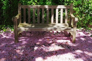Wooden bench on a street covered with pink petals fallen from cherry blossoms in the spring