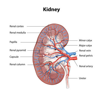 Human kidney cross section, scientific background, anatomy, urinary system with main parts labeled, 3d illustration