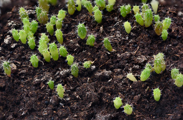 View macrophotography of small growing lobivia cactus