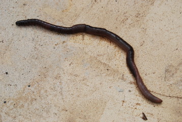 Large Earthworm on Concrete Floor