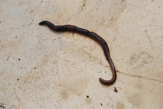 Large Earthworm on Concrete Floor