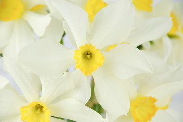 Fototapeta na wymiar close up of White and yellow daffodil flowers