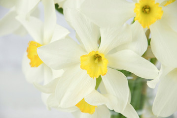 Naklejka na ściany i meble close up of White and yellow daffodil flowers