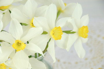 close up of White and yellow daffodil flowers