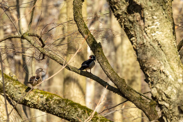 Bird. Wood duck during spring in  breeding season. Natural scene from state park in Wisconsin.