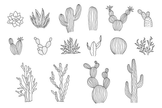 Collection of isolated outline black vector cactus and succulents elements. Cute hand drawn textured doodle cacti illustrations for pattern design, logo, coloring book, decor