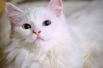 A white cat and a kitten are lying on the bed color