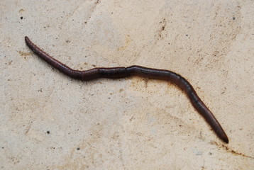 Large Earthworm on Concrete Floor