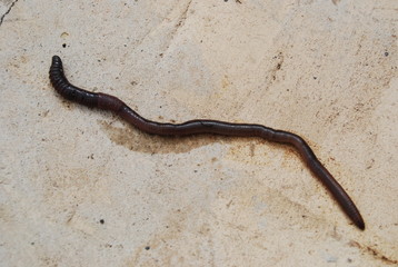 Large Earthworm on Concrete Floor