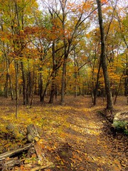 autumn in the forest