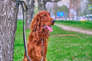 Irish Setter waits for host sits by a tree on a leash color