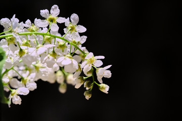 Obraz premium Close-up of delicate white flowers on dark background. Spring bloom, floral detail, nature beauty.