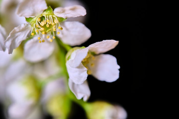 Fototapeta na wymiar cherry tree flowers on a black macro background low light
