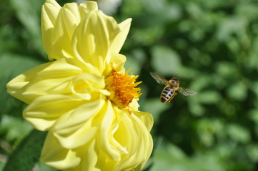 a bee in flight over a flower