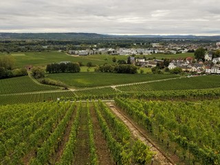 Fototapeta na wymiar view across vineyard toward a German town