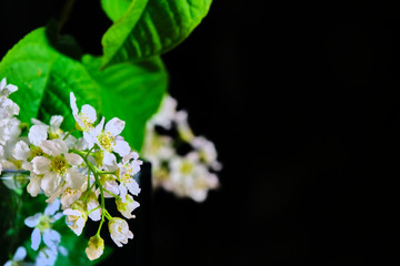 branch with cherry tree flowers on a black background low light