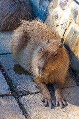 Capybara (Latin: Hydrochoerus hydrochaeris) is a giant cavy rodent native to South America. It is the largest living rodent in the world