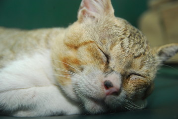 close up of domestic cat closing its eyes