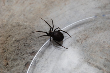 Black Spider in Glass Jar