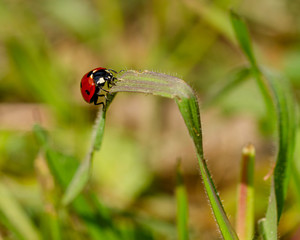 Fototapeta premium Little ladybug on the grass