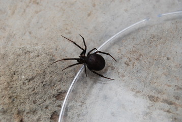 Black Spider in Glass Jar