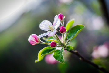 Fototapeta na wymiar Apple tree flowers on a branch