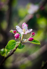 Apple tree flowers on a branch