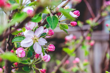 Apple tree flowers on a branch