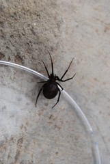 Black Spider in Glass Jar