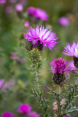 Fleur chardon des champs_1