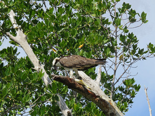sprey Eating Fish Ding Darling Wildlife Refuge Sanibel Florida