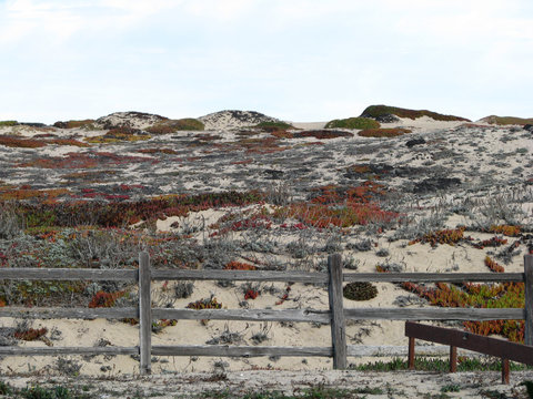 Fence On Sand Dune On Monterey Bay Beach California