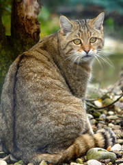 Portrait of an European Wildcat by a tree, looking at camera. (  Felis Silvestris ) .