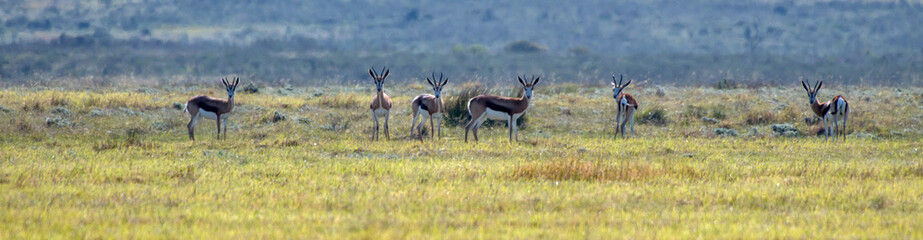 Naklejka na ściany i meble Springbok photographed in South Africa. Picture made in 2019.