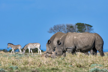 Obraz premium White rhinoceros photographed in South Africa. Picture made in 2019.