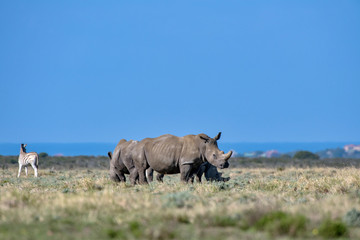 White rhinoceros photographed in South Africa. Picture made in 2019.