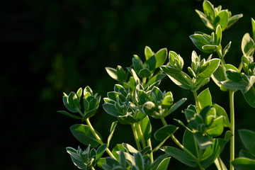 Obraz premium Flower bush with white flowers