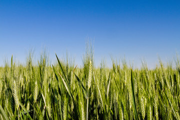 green ear of wheat growing with blue sky