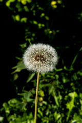 dandelion on a green background