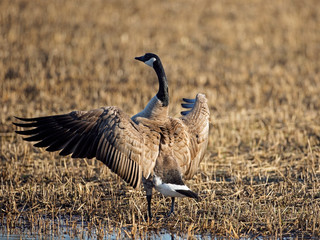 Canada Goose flapping wings, about to take off.