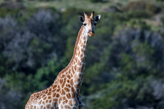 Northern giraffe photographed in South Africa. Picture made in 2019.