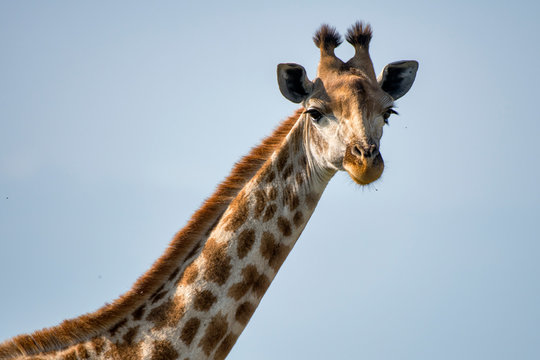Northern giraffe photographed in South Africa. Picture made in 2019.