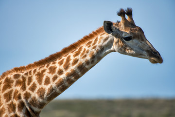 Obraz na płótnie Canvas Northern giraffe photographed in South Africa. Picture made in 2019.