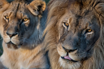 Lion photographed in South Africa. Picture made in 2019.