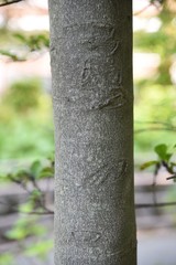 Ternstroemia gymnanthera (Japanese ternstroemia) / Pentaphylacaceae evergreen tall tree