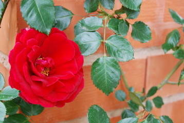 Bright Red Garden Rose Portrait