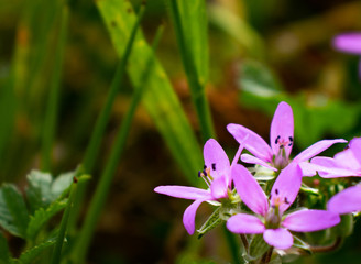 Fleur printemps_5