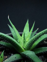 close up of little aloe vera with black background