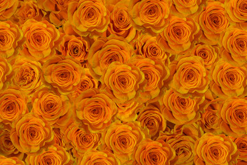 yellow roses close-up background.