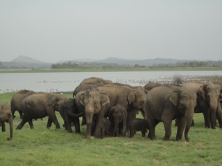 Fototapeta na wymiar Sri lankan beautiful elephants ever in asia